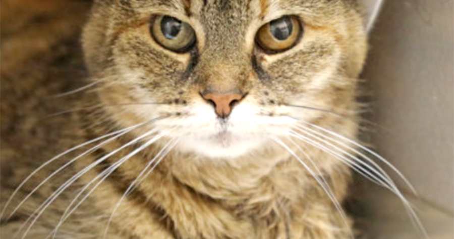 Pet of the Week: Jessie | News
