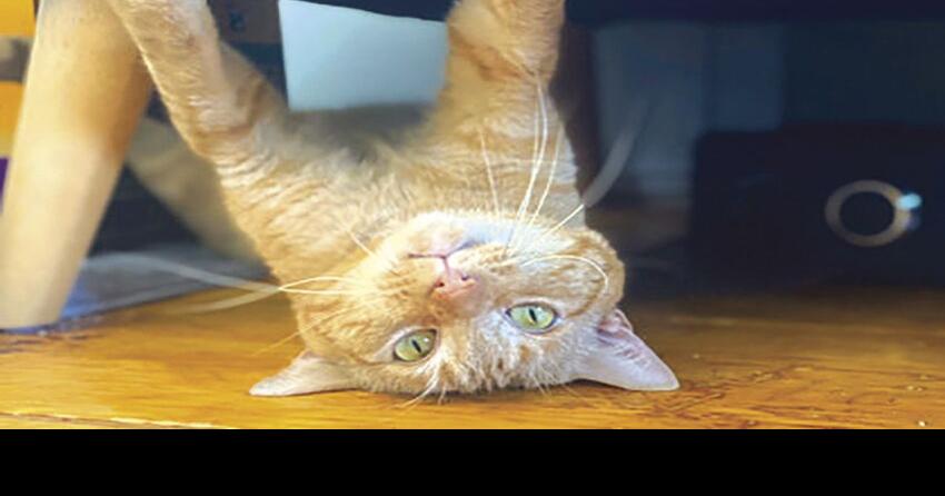 Pet of the Week: Watson | News