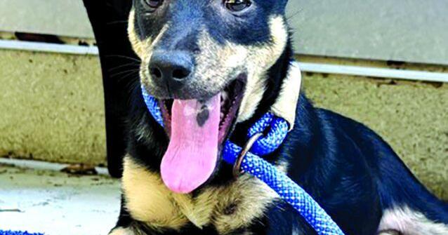 Pet of the Week: Parish