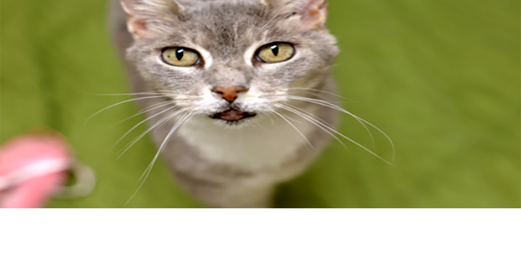 Pet of the Week: Gretel | News
