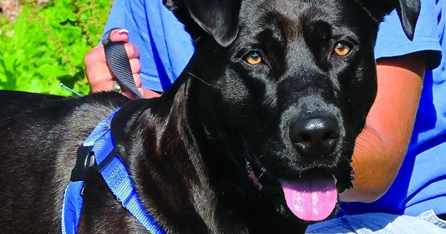 Pet of the Week: Cooper