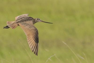 Mass Audubon Hosts Program On How Birds Fly Local News