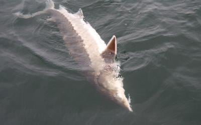 jn55pa77