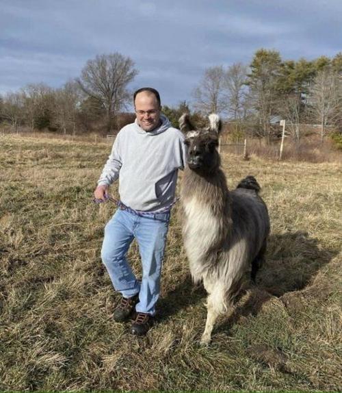 Wayward llama in Newburyport sparks effort to find its owner