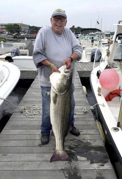 Veteranfiskare landar 55-pund striperVeteranfiskare landar 55-pund striper  