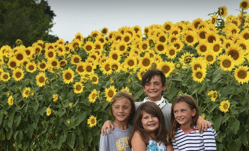 After Weeks Of Speculation Colby Farm Opens Sunflower Field To Public Local News Newburyportnews Com
