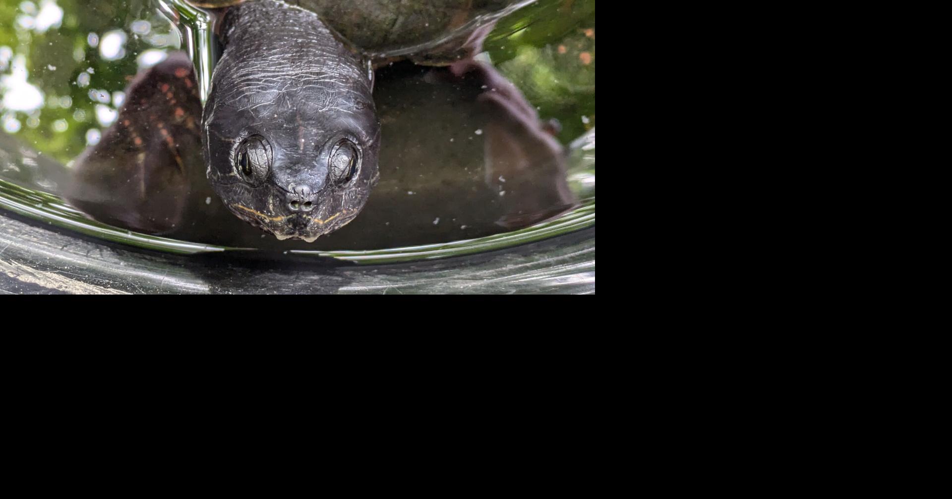 Endangered turtle species found in Ipswich River