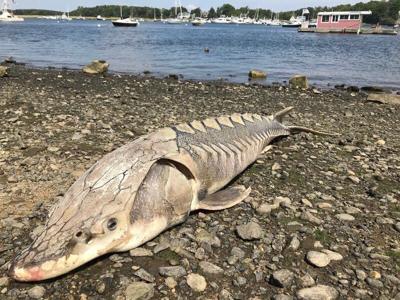 Endangered Fish Found Dead Near Cashman Park Local News Newburyportnews Com Опубликовано 6 мая 2016, 6:59.