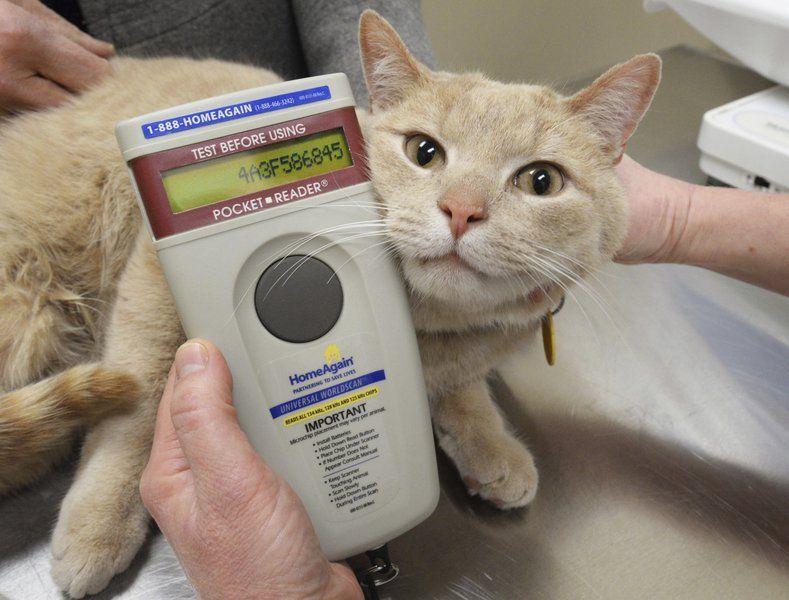 After Months On The Loose Cat Reunited With Owner Local News