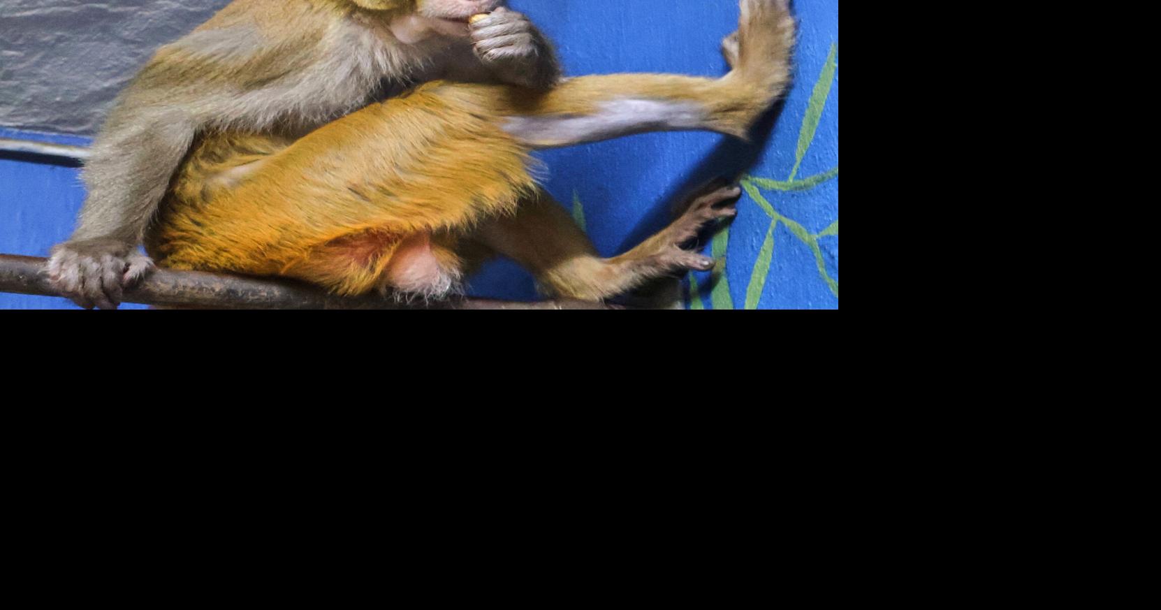 Monkey who escaped Mississippi highway crash has new home in New Jersey