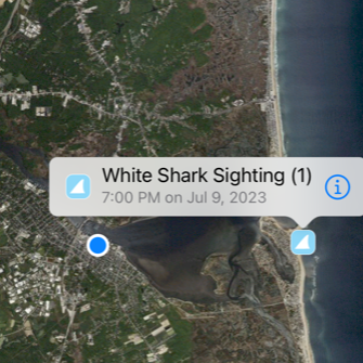 Great white shark spotted off Plum Island - Vimarsana News
