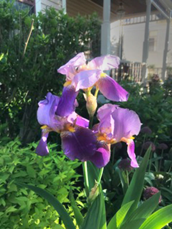gardens_11.jpeg