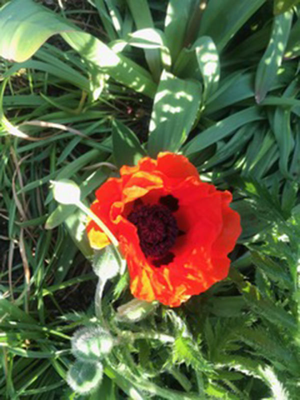 gardens_12.jpeg
