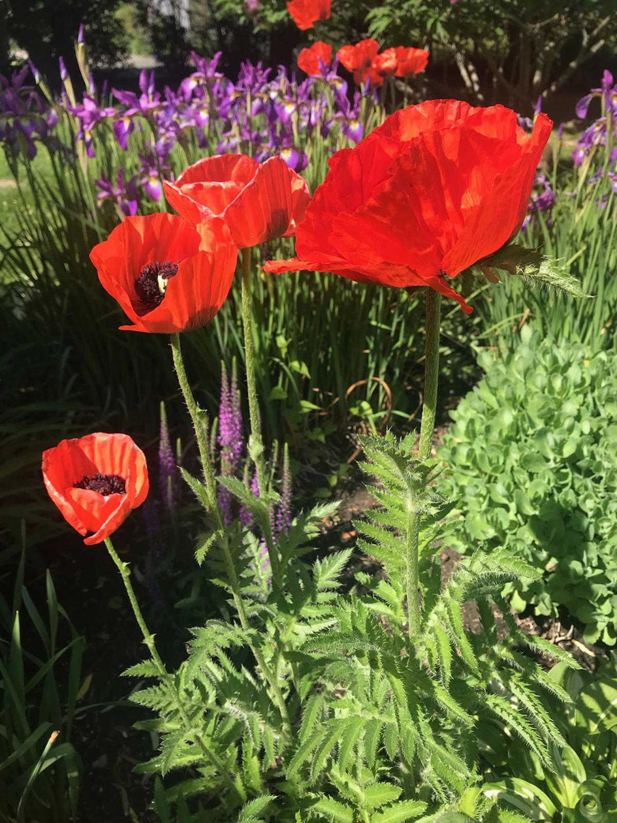 gardens_13.jpg