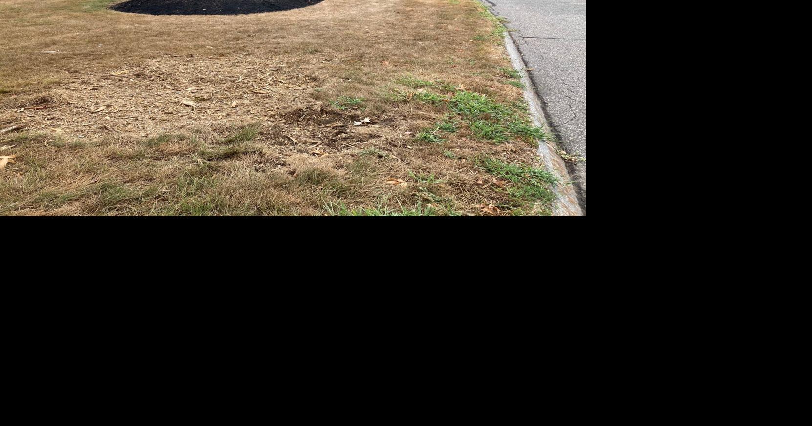 Invasive pest killing city's ash trees | Local News | newburyportnews.com