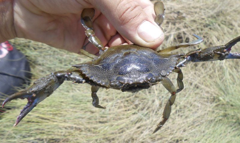 Grand Slam Crab - Size 4