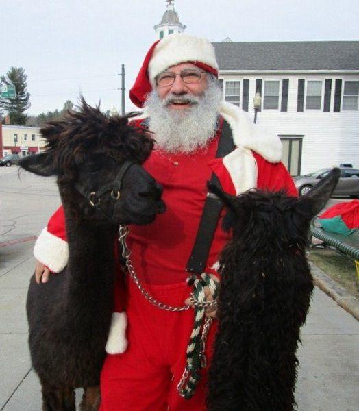 Santa Alpacas At Winter Farmers Market Local News