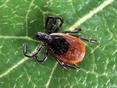 Mild Winter Brings Early Tick Season To Region Local News