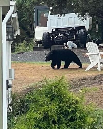 Black bear spotted in West Newbury