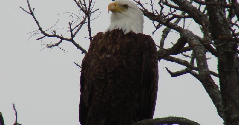 Eagle eye: 70 sightings reported at annual Merrimack River Eagle Festival