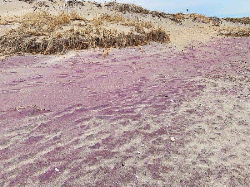 Company solves plumcolored Plum Island sand mystery Local News