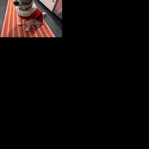 Holiday pet pics return! | Local News | newburyportnews.com