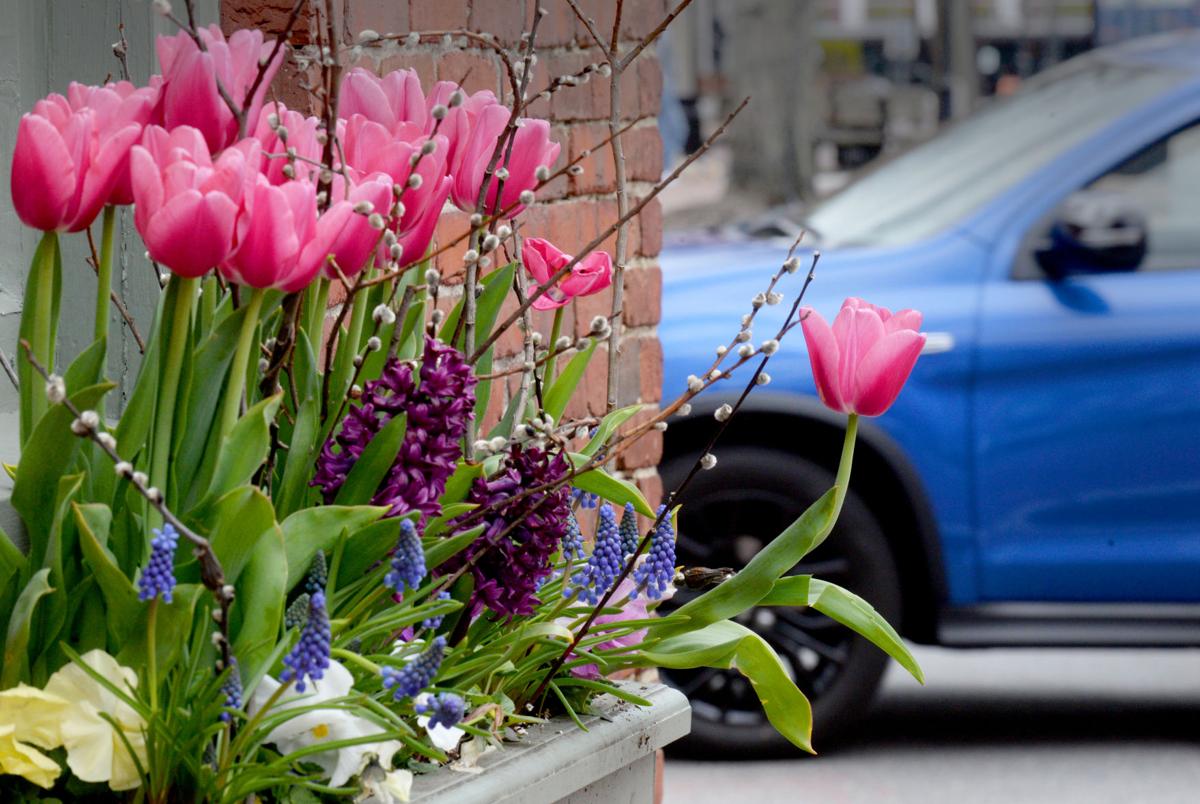 200504_NT_BEA_blooming_08.jpg