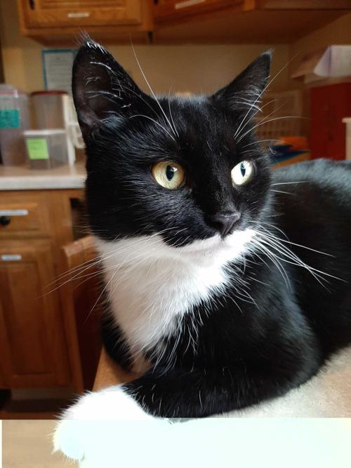 Panda Is Feline Rescue Society S Cat Of The Week News