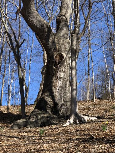 Black oak tree off West Newbury's Main Street ...