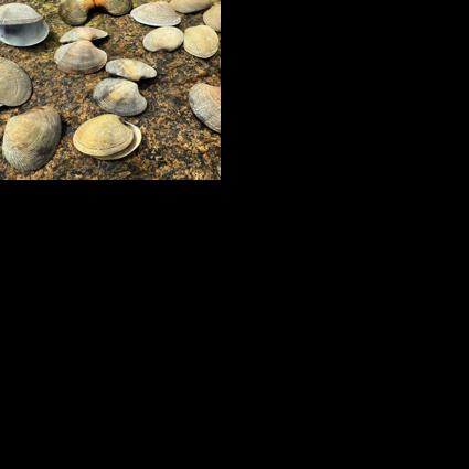 Invasive clams confirmed along Northeastern coastline