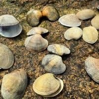 Invasive clams confirmed along Northeastern coastline
