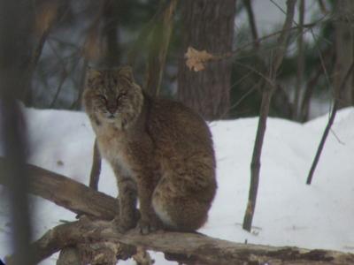 Bobcat Sightings On The Rise In The Suburbs; Experts Say Chances Of Attacks  Are Low, But Residents Should Remain Vigilant - CBS New York