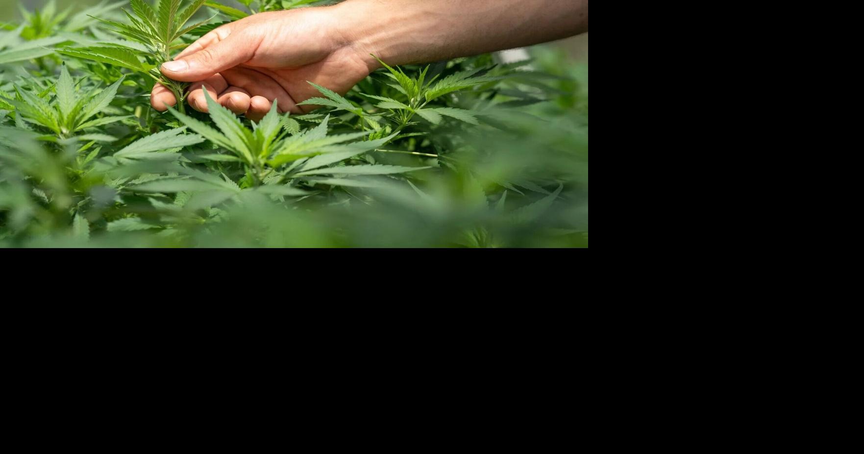 Out-of-state group funds pot law repeal