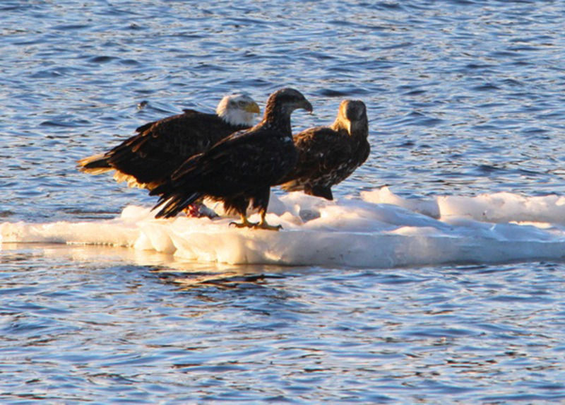 Bald eagle bonanza | Local News | newburyportnews.com