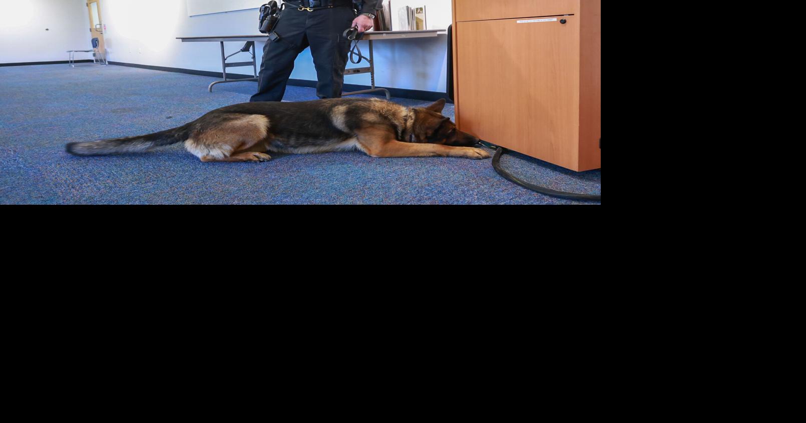 Chapo, with a side of Meatball: Area K-9 dogs and their police partners visit Newbury library