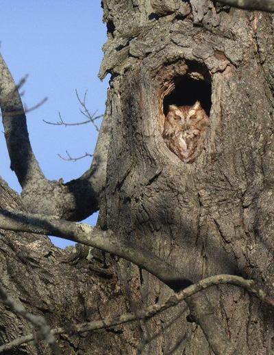 Words On Birds Screech Owls Find Essex Home Columns