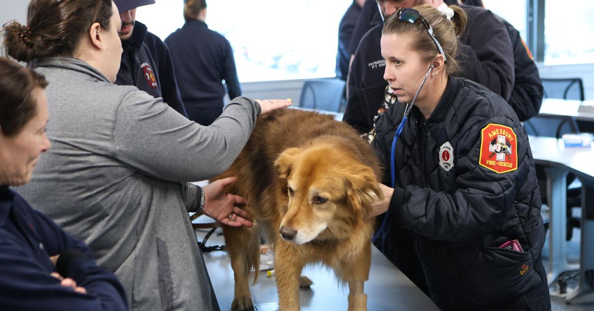 Protecting first responder dogs | Local News | newburyportnews.com