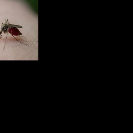 First EEE of the season turns up in Kingston mosquito