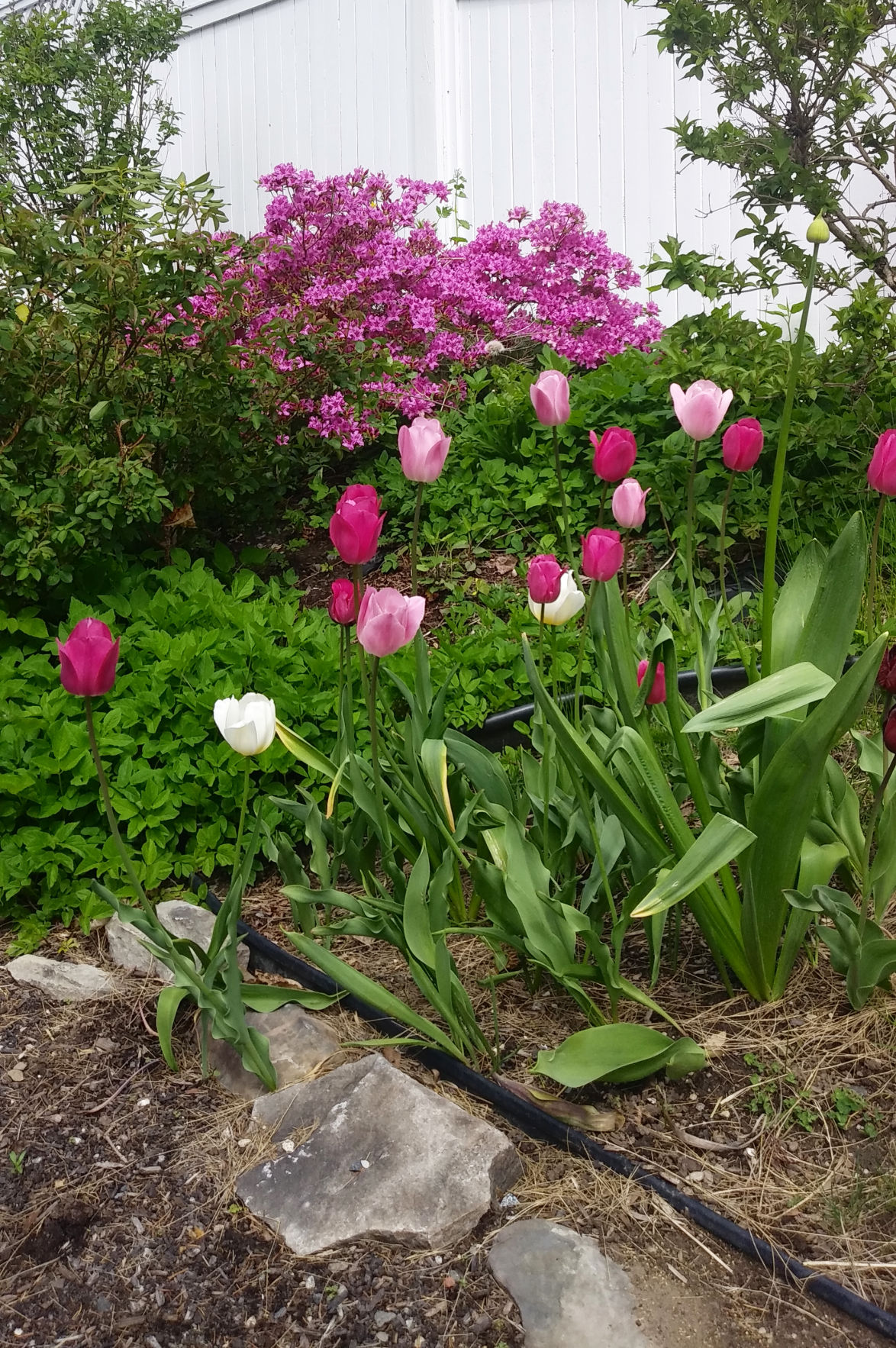 gardens 20.jpg