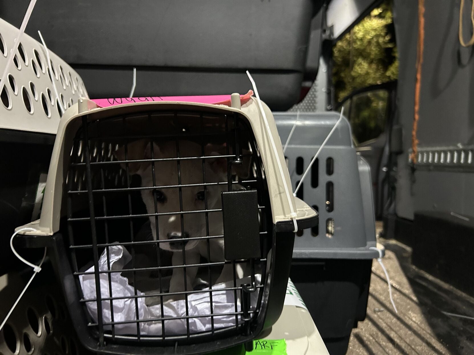 Dog awaiting a ride | Photos | newburyportnews.com