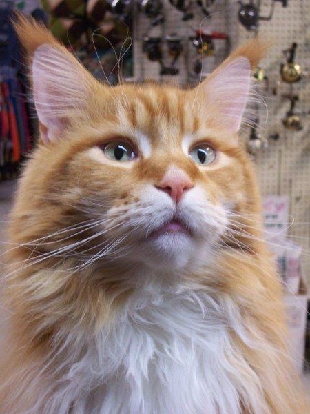 mackerel the cat had attitude and a fan club at surfland local mackerel the cat had attitude and a fan club at surfland