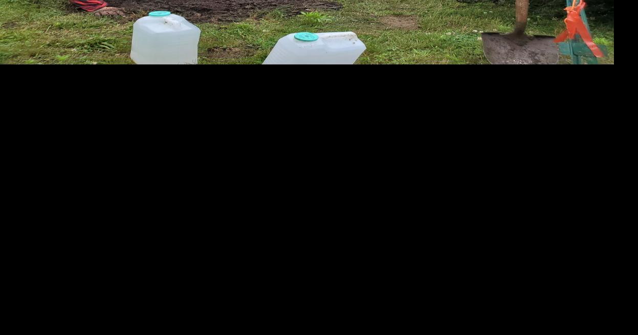 A new tree grows in Groveland Photos