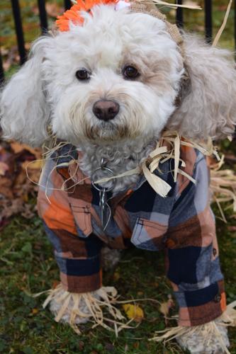 Sparkles, Salisburys celebrity dog, passes away | Local News