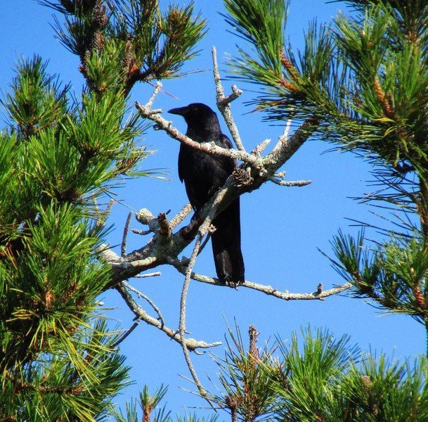 Gregarious fish crows of Plum Island | Columns | newburyportnews.com