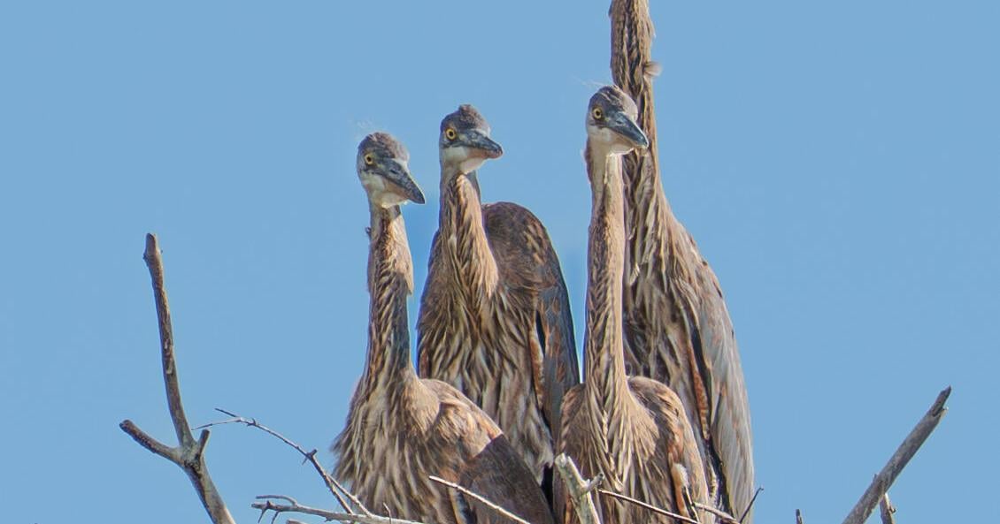 Bird Sightings from Greater Newburyport and beyond