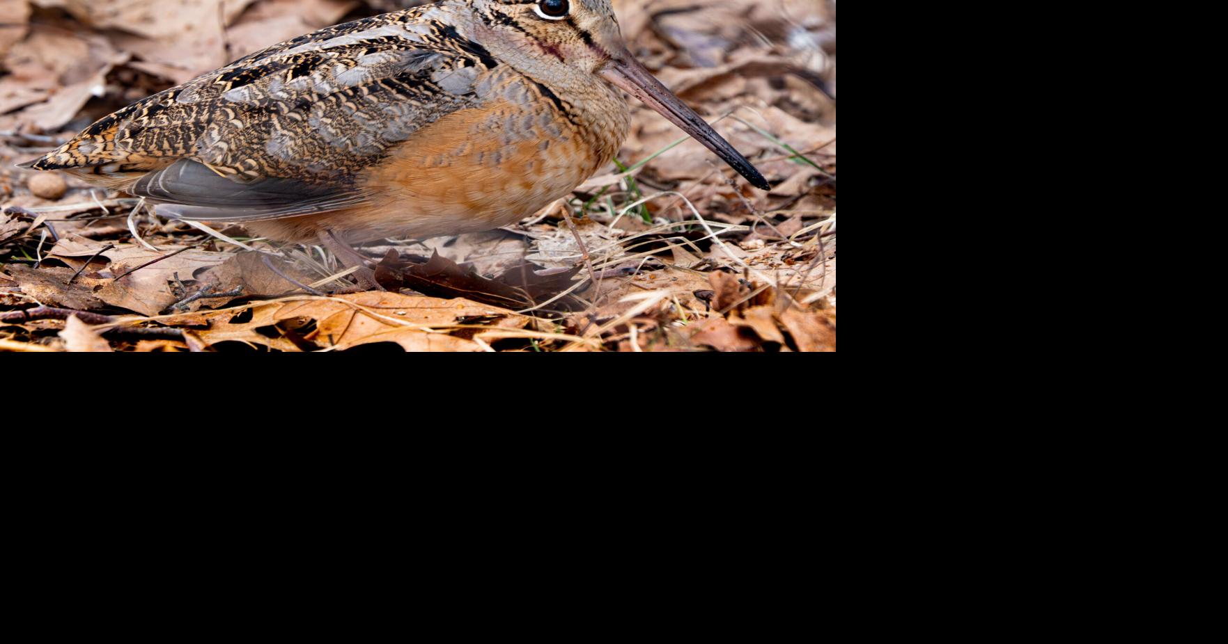 Words on Birds: Spring is a transitional time for birds