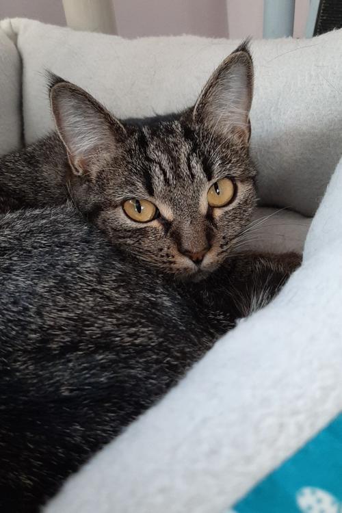 Margherita Is Shelter S Cat Of The Week News Newburyportnews Com