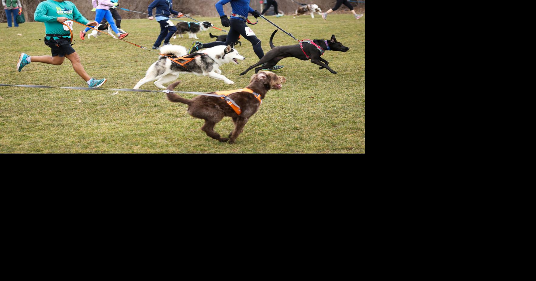 Upcoming trail race is for the dogs | Local News | newburyportnews.com