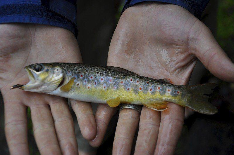 Fishing For Brook Trout The Key Is Knowing Where To Look Local Sports Newburyportnews Com