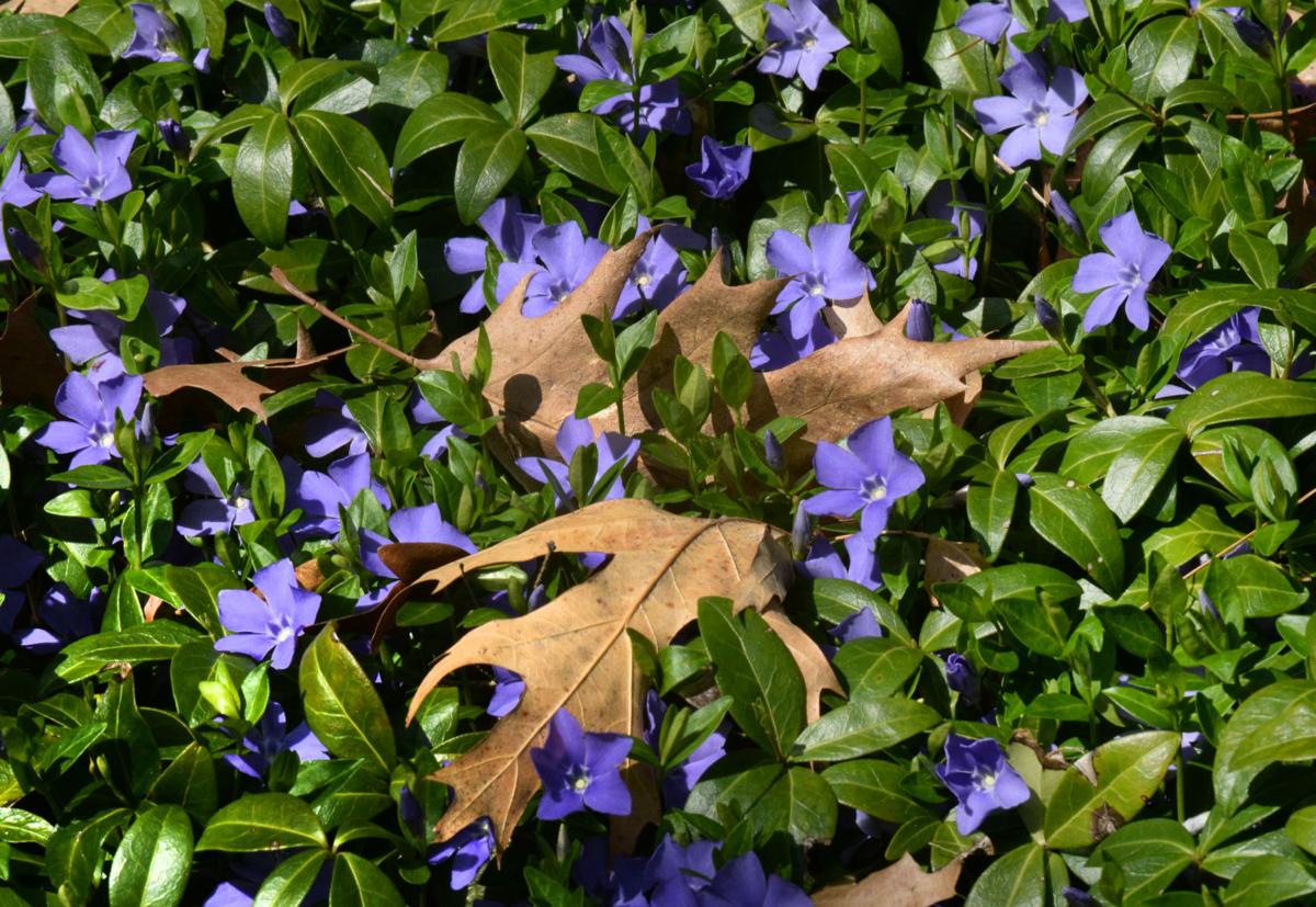 200504_NT_BEA_blooming_06.jpg